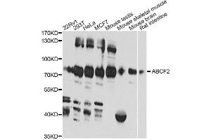 Western blot analysis of extracts of various cell lines, using ABCF2 antibody (ABIN6291735) at 1:1000 dilution. (ABCF2 Antikörper)