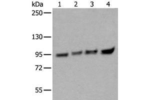 Western blot analysis of 293T HEPG2 Hela and K562 cell lysates using XAB2 Polyclonal Antibody at dilution of 1:300 (XAB2 Antikörper)