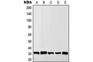 Western blot analysis of Granzyme B/H expression in MCF7 (A), Raw264. (Granzyme B/H (N-Term) Antikörper)