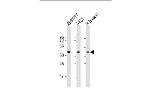 All lanes : Anti-ERLIN2 Antibody (C-term) at 1:2000 dilution Lane 1: 293T/17 whole cell lysate Lane 2: A431 whole cell lysate Lane 3: human breast lysate Lysates/proteins at 20 μg per lane. (ERLIN2 Antikörper  (C-Term))