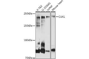 Western blot analysis of extracts of various cell lines, using CUX1 antibody (ABIN1679438, ABIN3015866, ABIN3015867 and ABIN6219446) at 1:1000 dilution. (CUX1 Antikörper  (AA 1-280))