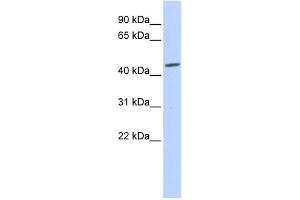WB Suggested Anti-GJC2 Antibody Titration:  0.