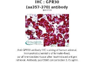 Image no. 2 for anti-G Protein-Coupled Estrogen Receptor 1 (GPER) (AA 357-370) antibody (ABIN1735055) (GPER Antikörper  (AA 357-370))
