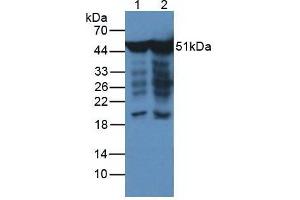 Western blot analysis of (1) Human HeLa cells and (2) Human Hepg2 Cells