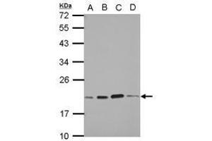 Image no. 3 for anti-S-Phase Kinase-Associated Protein 1 (SKP1) (AA 1-163) antibody (ABIN1500944)