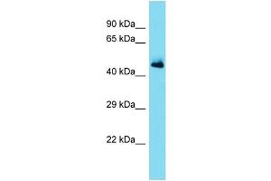 Host: Rabbit Target Name: SERPINA11 Sample Type: Fetal Heart lysates Antibody Dilution: 1. (SERPINA11 Antikörper  (Middle Region))