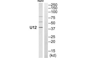 Western blot analysis of extracts from HepG2 cells, using U12 antibody. (RNU12-2P Antikörper  (N-Term))