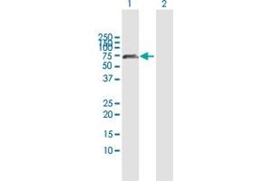 Western Blot analysis of TULP2 expression in transfected 293T cell line by TULP2 MaxPab polyclonal antibody.
