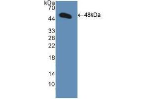 Western blot analysis of recombinant Human GDF2. (GDF2 Antikörper  (AA 32-427))
