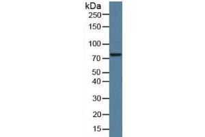 Rabbit Detection antibody from the kit in WB with Positive Control: Human hela cell lysate. (CAPN1 ELISA Kit)