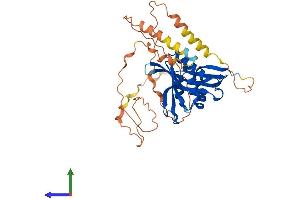 AlphaFold protein structure predicition of Human Recombinant NAA30 Protein, UniprotID Q147X3
