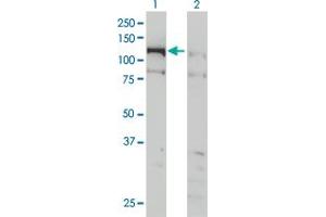Western Blot analysis of CHTF18 expression in transfected 293T cell line by CHTF18 monoclonal antibody (M01), clone 1F5. (CTF18 Antikörper  (AA 886-975))