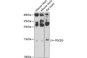 Western blot analysis of extracts of various cell lines, using PDCD5 Antibody (ABIN6132965, ABIN6145338, ABIN6145339 and ABIN6223132) at 1:500 dilution. (PDCD5 Antikörper  (AA 1-125))