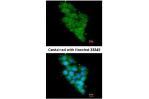 ICC/IF Image Immunofluorescence analysis of methanol-fixed HepG2, using NDUFA12, antibody at 1:200 dilution. (NDUFA12 Antikörper  (full length))