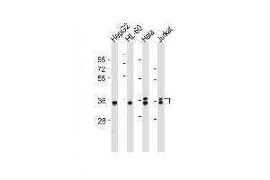 All lanes : Anti-AKR7L Antibody (Center) at 1:2000 dilution Lane 1: HepG2 whole cell lysates Lane 2: HL-60 whole cell lysates Lane 3: Hela whole cell lysates Lane 4: Jurkat whole cell lysates Lysates/proteins at 20 μg per lane. (AKR7L Antikörper  (AA 207-237))