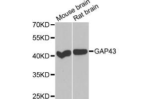 Western blot analysis of extracts of various cell lines, using GAP43 antibody. (GAP43 Antikörper)