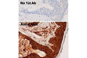 Immunohistochemistry (IHC) image for anti-Calnexin (CANX) (C-Term) antibody (ABIN1440006) (Calnexin Antikörper  (C-Term))