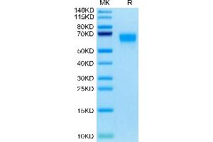 Cynomolgus SERPINF2 on Tris-Bis PAGE under reduced condition. (alpha 2 Antiplasmin Protein (AA 27-490) (His tag))
