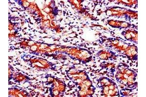 Immunohistochemistry of paraffin-embedded human small intestine tissue using ABIN7153924 at dilution of 1:100 (SLC37A2 Antikörper  (AA 46-84))