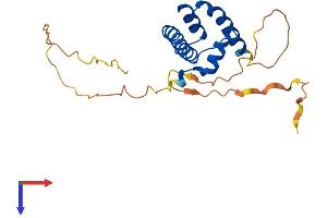 NFYB Protein (AA 1-207) (His tag)
