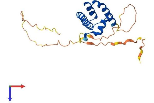 NFYB Protein (AA 1-207) (His tag)
