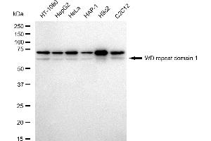 Western blotting analysis using WD repeat domain 1 antibody (ABIN7800852). (Rekombinanter WDR1 Antikörper)
