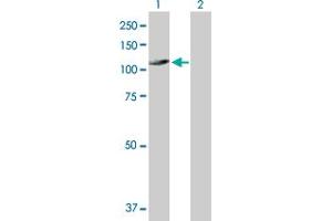 Western Blot analysis of UNC45A expression in transfected 293T cell line by UNC45A MaxPab polyclonal antibody.