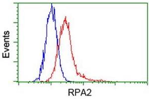 Image no. 12 for anti-Replication Protein A2, 32kDa (RPA2) antibody (ABIN1500736)