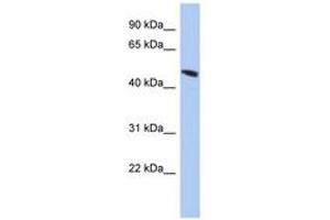 Image no. 1 for anti-Chromosome 9 Open Reading Frame 68 (C9orf68) (AA 229-278) antibody (ABIN6744027) (C9orf68 Antikörper  (AA 229-278))