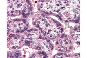 Immunohistochemistry (IHC) image for anti-Tumor Necrosis Factor (Ligand) Superfamily, Member 15 (TNFSF15) (N-Term) antibody (ABIN337133)