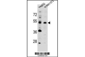 Western blot analysis in HepG2,mouse NIH-3T3 cell line lysates (35ug/lane). (KCMF1 Antikörper  (C-Term))