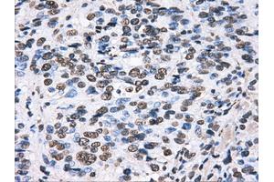 Immunohistochemical staining of paraffin-embedded pancreas tissue using anti-HDAC10mouse monoclonal antibody. (HDAC10 Antikörper)