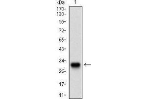 Western Blotting (WB) image for anti-Twist Homolog 1 (Drosophila) (TWIST1) (AA 9-74) antibody (ABIN1724845)