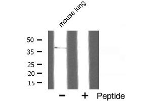 Western blot analysis of SUCNR1 expression in mouse lung. (SUCNR1 Antikörper  (Internal Region))