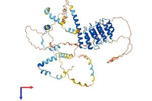 Leiomodin 2 Protein (LMOD2) (AA 1-547) (His tag)