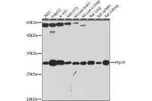 Western blot analysis of extracts of various cell lines, using ERp29 Rabbit mAb (ABIN7266943) at 1:1000 dilution. (ERP29 Antikörper)