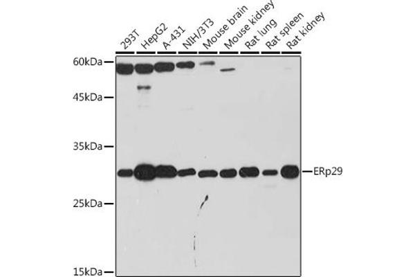 ERP29 Antikörper
