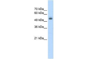 PRPF19 antibody used at 1. (PRP19 Antikörper)