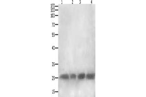Gel: 12+15 % SDS-PAGE, Lysate: 40 μg, Lane 1-4: RAW264. (CLEC4A Antikörper)