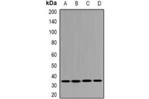 Western blot analysis of DHRS9 expression in HT29 (A), THP1 (B), mouse pancreas (C), rat trachea (D) whole cell lysates.