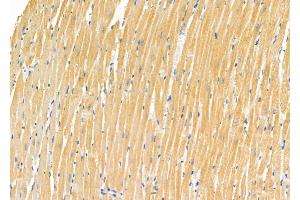 ABIN6265808 and ABIN6272545 at 1/100 staining Rat heart tissue by IHC-P. (NPRL2 Antikörper  (C-Term))