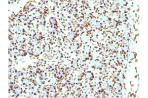 Formalin-fixed, paraffin-embedded Rat Pancreas stained with Histone H1 Mouse Recombinant Monoclonal Antibody (r1415-1). (Rekombinanter Histone H1 Antikörper)