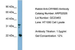 WB Suggested Anti-CRYBB3  Antibody Titration: 0. (CRYBB3 Antikörper  (Middle Region))