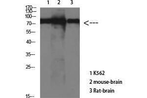 anti-tau Protein antibody