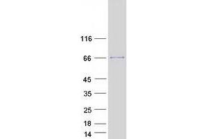 Validation with Western Blot (RUFY1 Protein (Transcript Variant 2) (Myc-DYKDDDDK Tag))