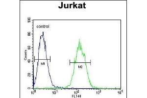 ETS1 Antibody (N-term) (ABIN654675 and ABIN2844370) flow cytometric analysis of Jurkat cells (right histogram) compared to a negative control cell (left histogram).