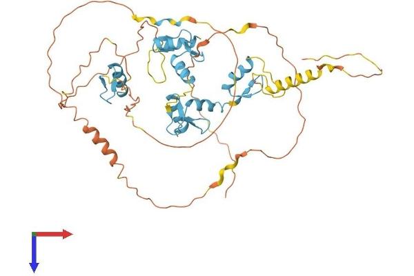 MAZ Protein (AA 1-477) (His tag)