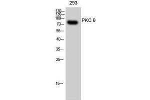 Western Blotting (WB) image for anti-Protein Kinase C, theta (PRKCQ) (Thr319) antibody (ABIN3186479) (PKC theta Antikörper  (Thr319))