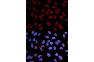 Immunofluorescence (IF) image for anti-Lamin B1 (LMNB1) antibody (ABIN1873553)