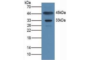 Western blot analysis of Rat Muscle Tissue. (APOA1BP Antikörper  (AA 118-282))